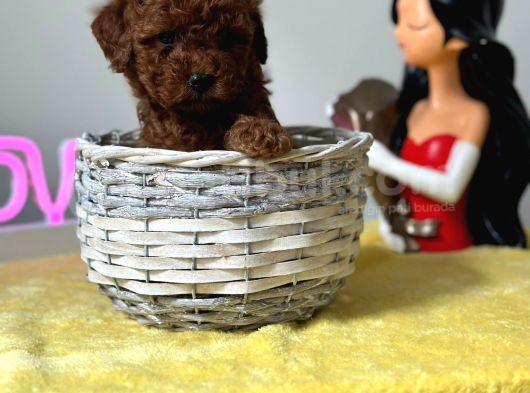Irk Garantili Toy Poodle Yavrularimiz
