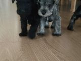 Yetiştiricisinden Schnauzer Yavrular