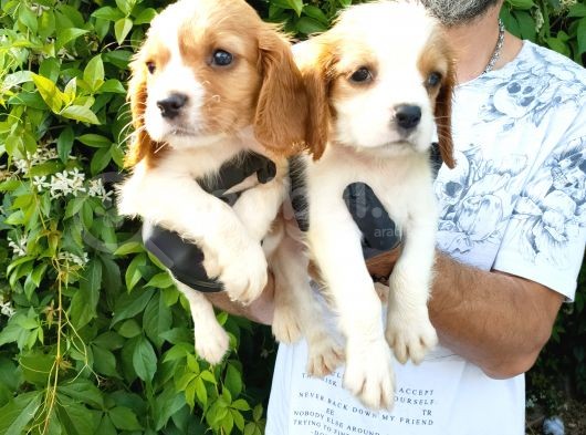 Cavalier King Charles