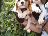 Cavalier King Charles