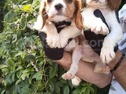 Cavalier King Charles görsel