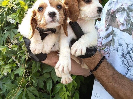 Cavalier King Charles görsel