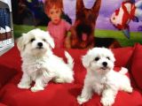 Maltese Terri̇er Yavrularimiz Von Alp  Pet Garanti̇si̇yle