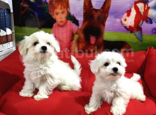 Maltese Terri̇er Yavrularimiz Von Alp  Pet Garanti̇si̇yle görsel