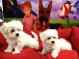 Maltese Terri̇er Yavrularimiz Von Alp  Pet Garanti̇si̇yle