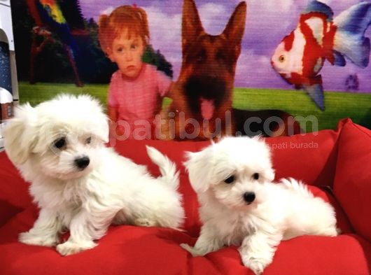 Maltese Terri̇er Yavrularimiz Von Alp  Pet Garanti̇si̇yle görsel