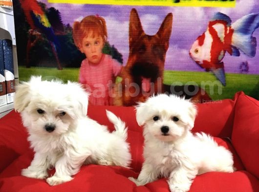 Maltese Terri̇er Yavrularimiz Von Alp  Pet Garanti̇si̇yle