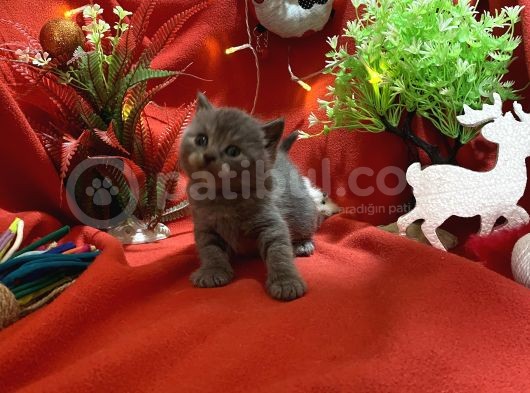 Oyuncu Sevimli Gri Yavrumuz görsel