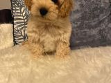 3 Aylık Maltipoo Yavru Dişi