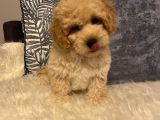 3 Aylık Maltipoo Yavru Dişi