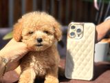 420 gr Teacup toy poodle
