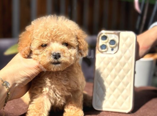 420 Gr Teacup Toy Poodle