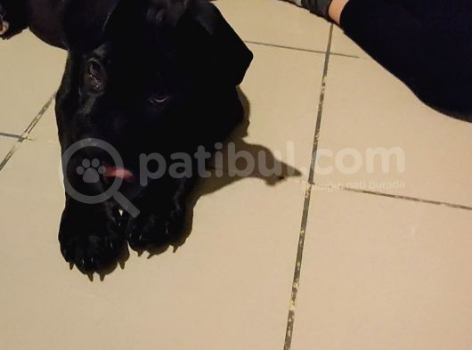 45 Aylık Dişi Safkan Cane Corso görsel