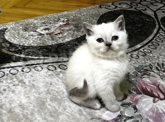 2 Buçuk Aylık British Shorthair