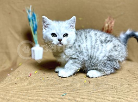 Safkan Kaliteli Oyuncu Yavrumuz görsel