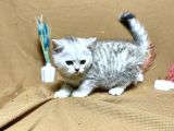 Safkan Kaliteli Oyuncu Yavrumuz