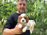 Irk Garanti Cavalier Yavrularımız