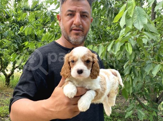 Irk Garanti Cavalier Yavrularımız görsel