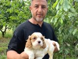 Irk Garanti Cavalier Yavrularımız