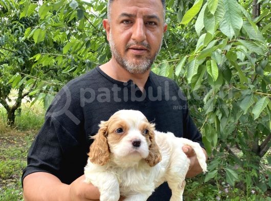 Irk Garanti Cavalier Yavrularımız görsel