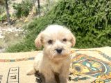 Teacup Erkek Maltipoo Oğlumuz