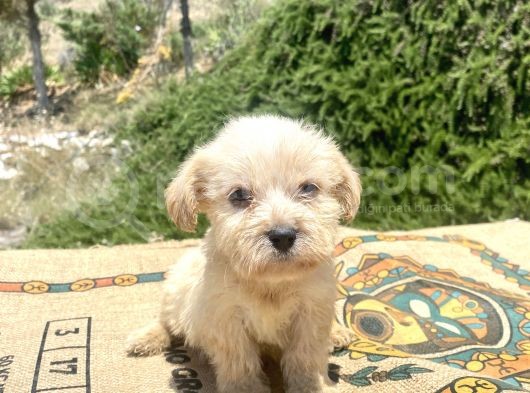 Teacup Erkek Maltipoo Oğlumuz görsel