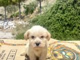 Teacup Erkek Maltipoo Oğlumuz