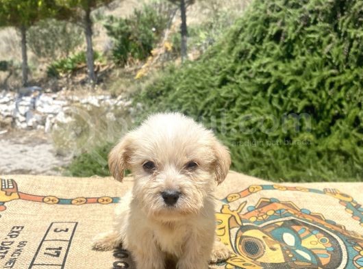 Teacup Erkek Maltipoo Oğlumuz görsel