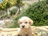 Teacup Erkek Maltipoo Oğlumuz