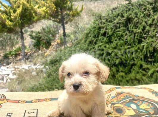 Teacup Erkek Maltipoo Oğlumuz görsel