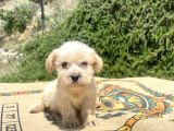 Teacup Erkek Maltipoo Oğlumuz