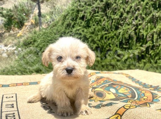 Teacup Erkek Maltipoo Oğlumuz görsel