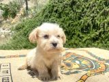 Teacup Erkek Maltipoo Oğlumuz