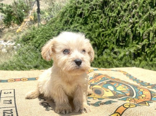 Teacup Erkek Maltipoo Oğlumuz görsel