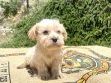 Teacup Erkek Maltipoo Oğlumuz