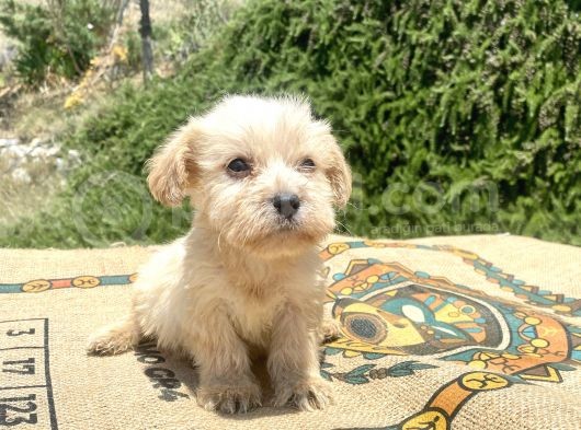 Teacup Erkek Maltipoo Oğlumuz görsel