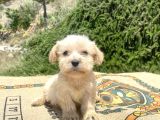 teacup erkek maltipoo oğlumuz