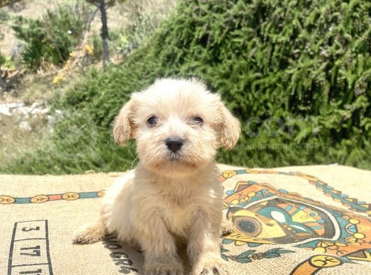 Teacup Erkek Maltipoo Oğlumuz