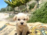 Teacup Erkek Maltipoo Oğlumuz