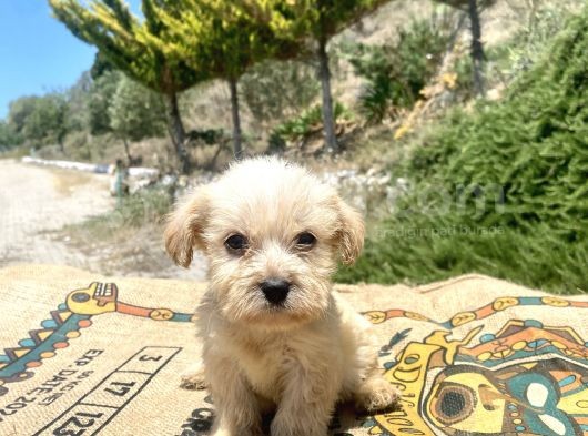 Teacup Erkek Maltipoo Oğlumuz görsel