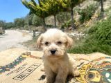 Teacup Erkek Maltipoo Oğlumuz