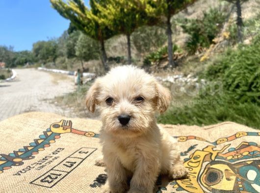 Teacup Erkek Maltipoo Oğlumuz görsel