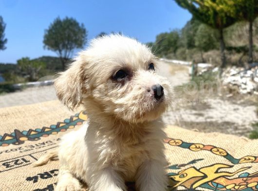 0 No Maltipoo Kızımız görsel