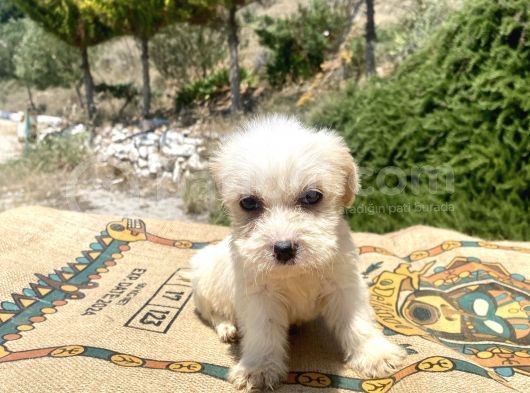 0 No Maltipoo Kızımız görsel