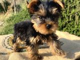 Teacup Yorkshire Terrier Oğlumuz