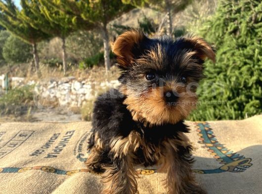 Teacup Yorkshire Terrier Oğlumuz görsel