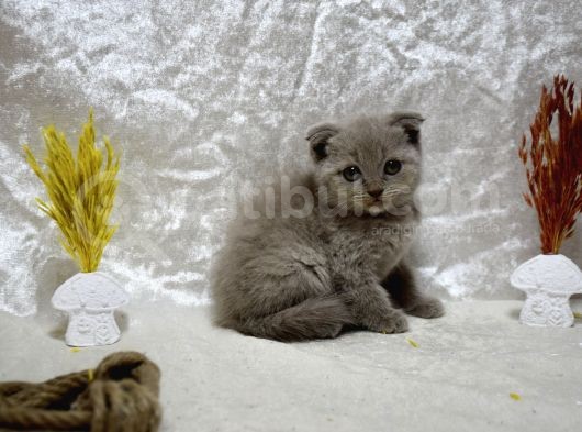 Dikkat Çekici Güzellikte Lilac Scottish Fold