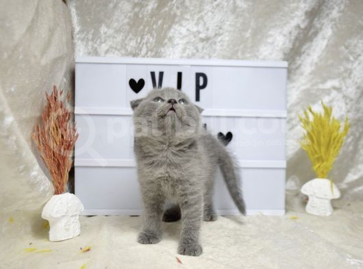 Dikkat Çekici Güzellikte Lilac Scottish Fold görsel