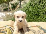 0 no maltipoo oğlumuz