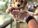 MÜKEMMEL IRKTAKİ POODLE YAVRULARI VON ALP GARANTİSİYLE